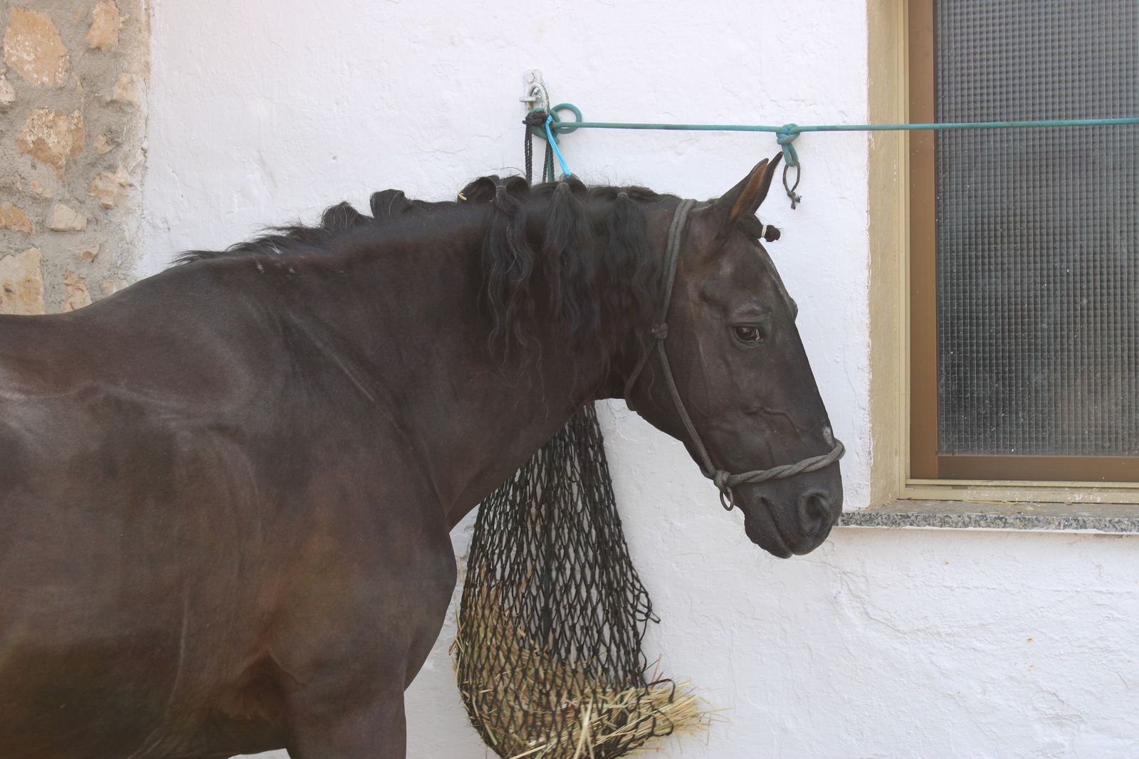 Sorteados los novillos de Montalvo para Raquel Martín y Olga Casado en el primer festejo de la feria en La Glorieta
