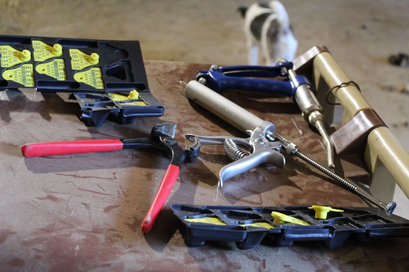 Prácticas alumnos de Ganadería y Asistencia en Sanidad Animal. Agrarias. IES Torres Villarroel. Archivo