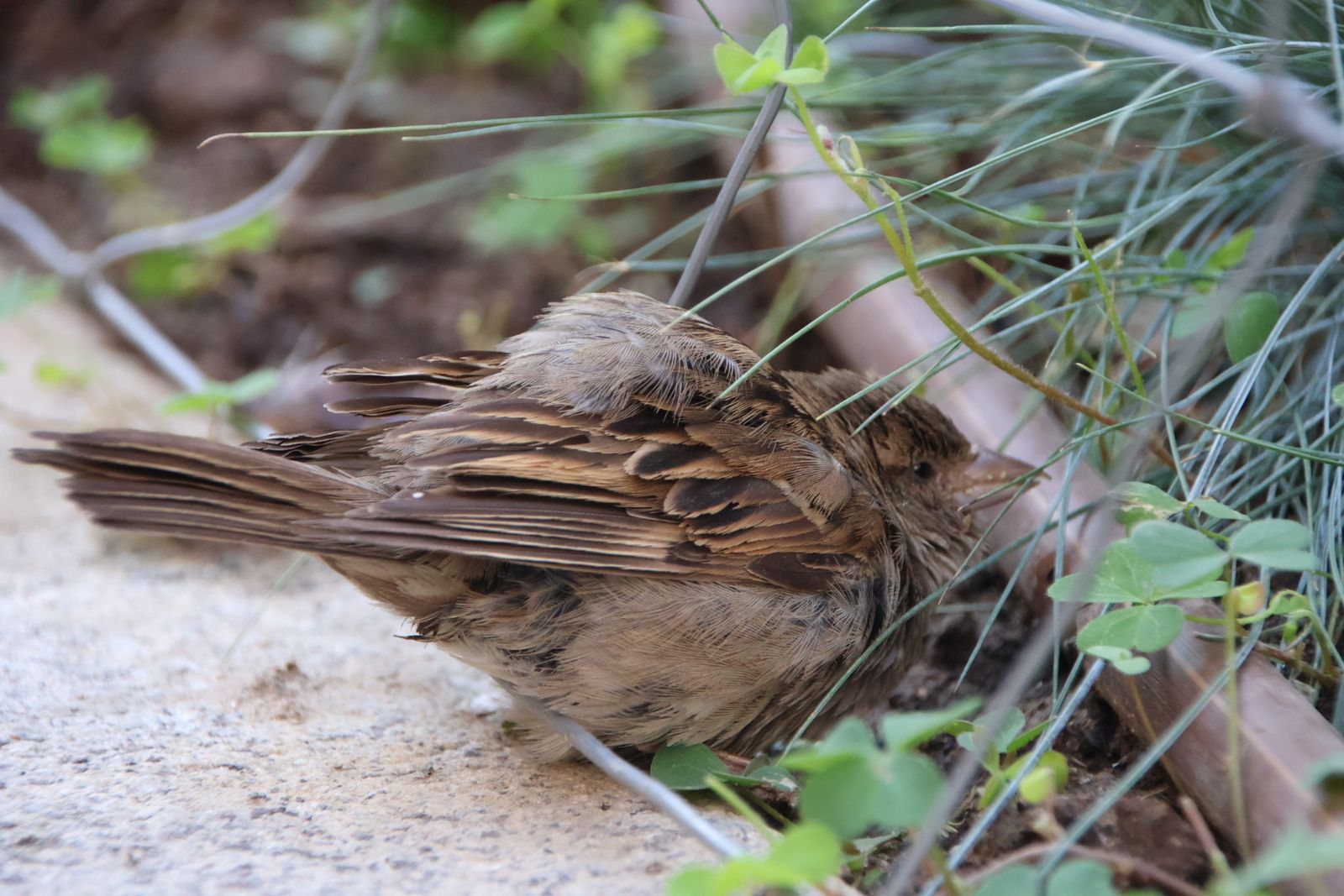 Entrevista Jaime Laso, técnico ayto para el reportaje de los polinizadores