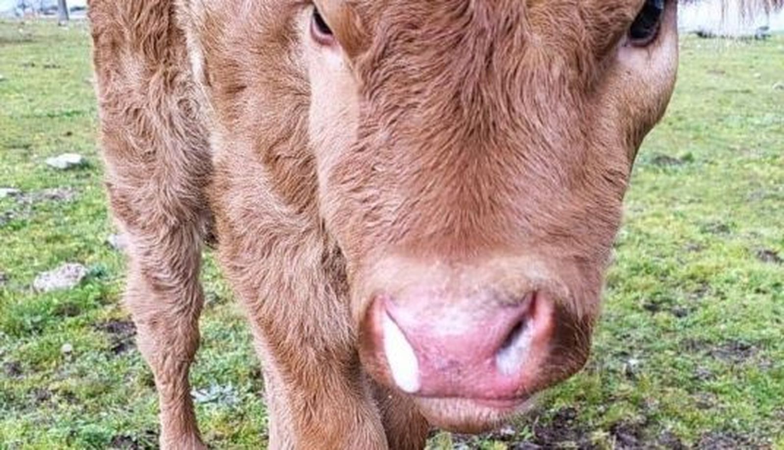 Becerro afectado por la EHE. Foto Asociación '19 de Abril'