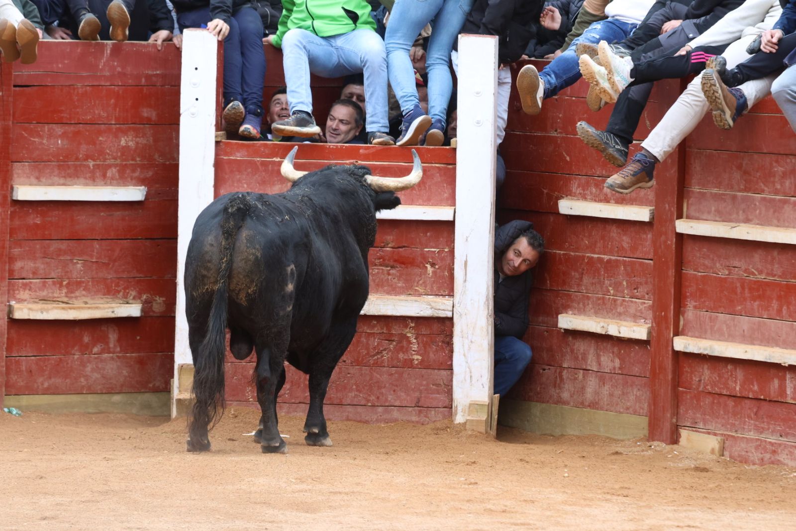 Mañana de capea de lunes en el Carnaval del Toro 2026