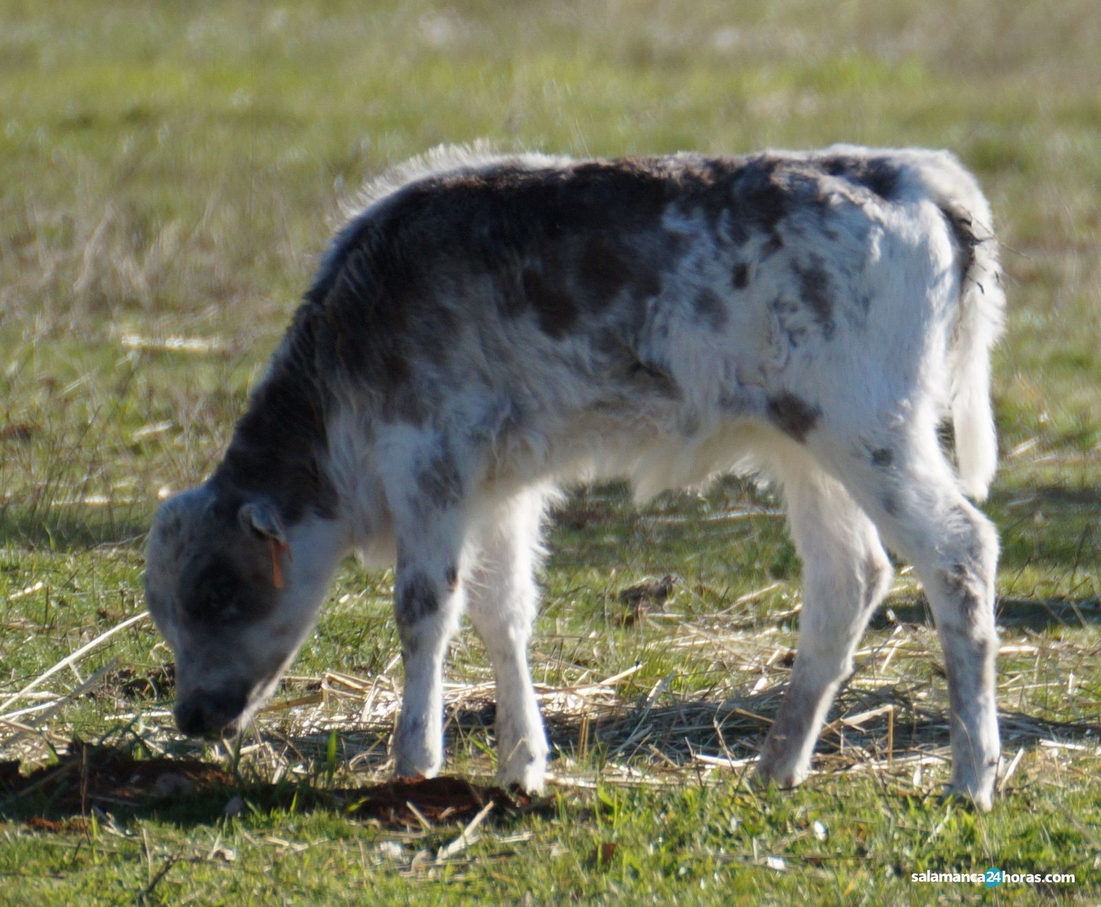 Ganadería Los Bayones