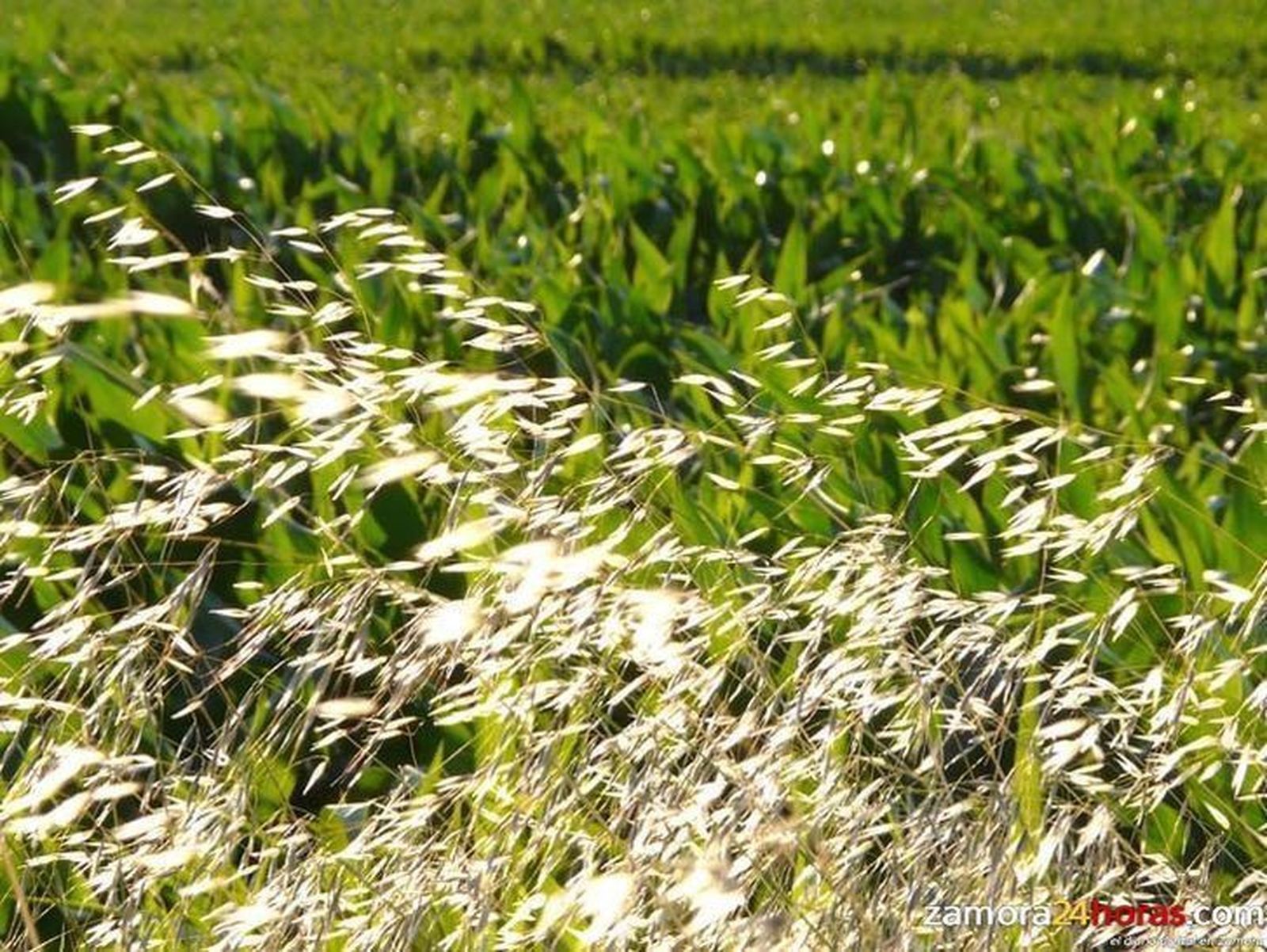 Convocan la segunda edición de los Premios ‘Red Emprendeverde’ a través de la Fundación Biodiversidad