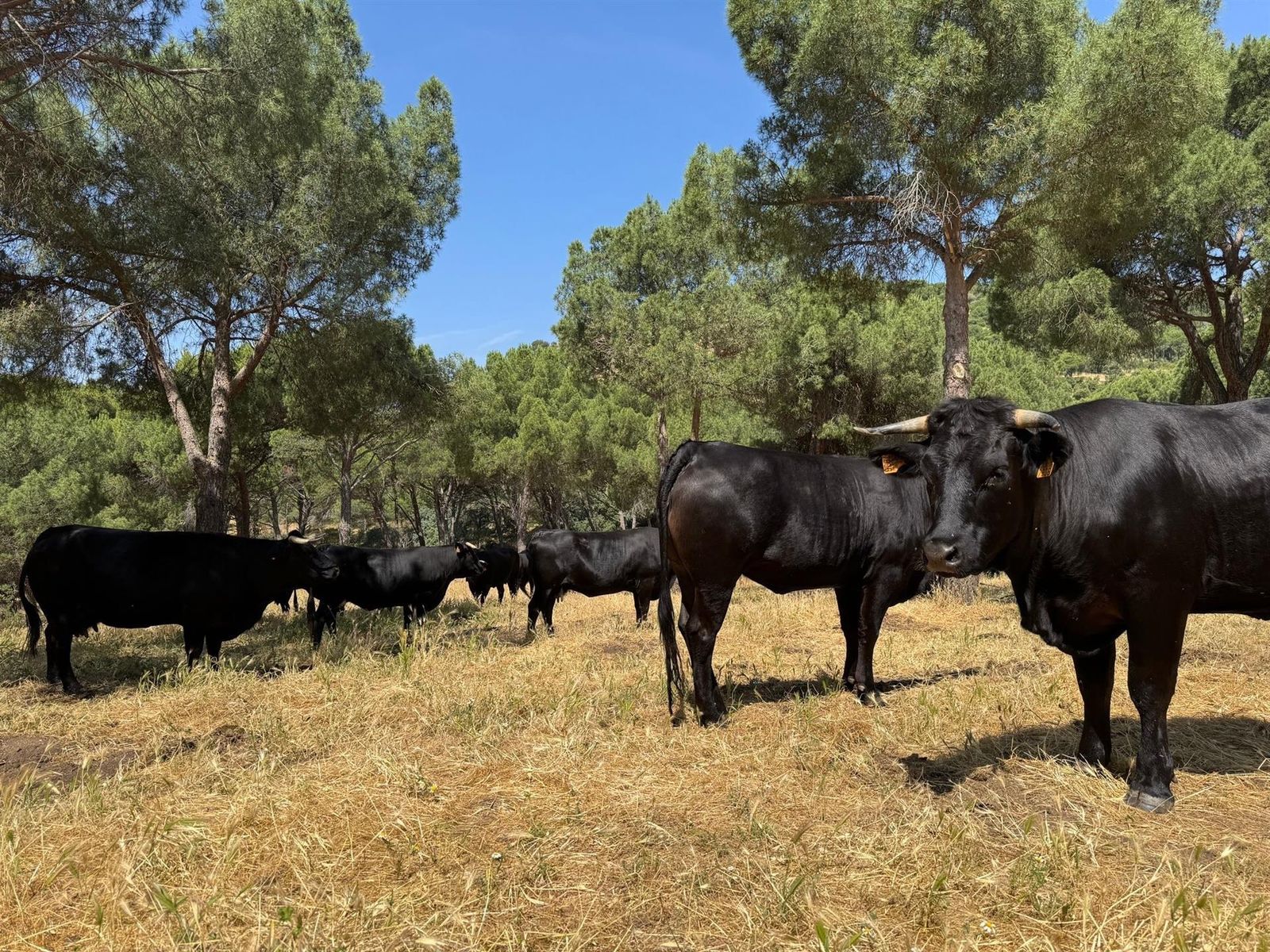 Ganado bovino, vacas, en el campo