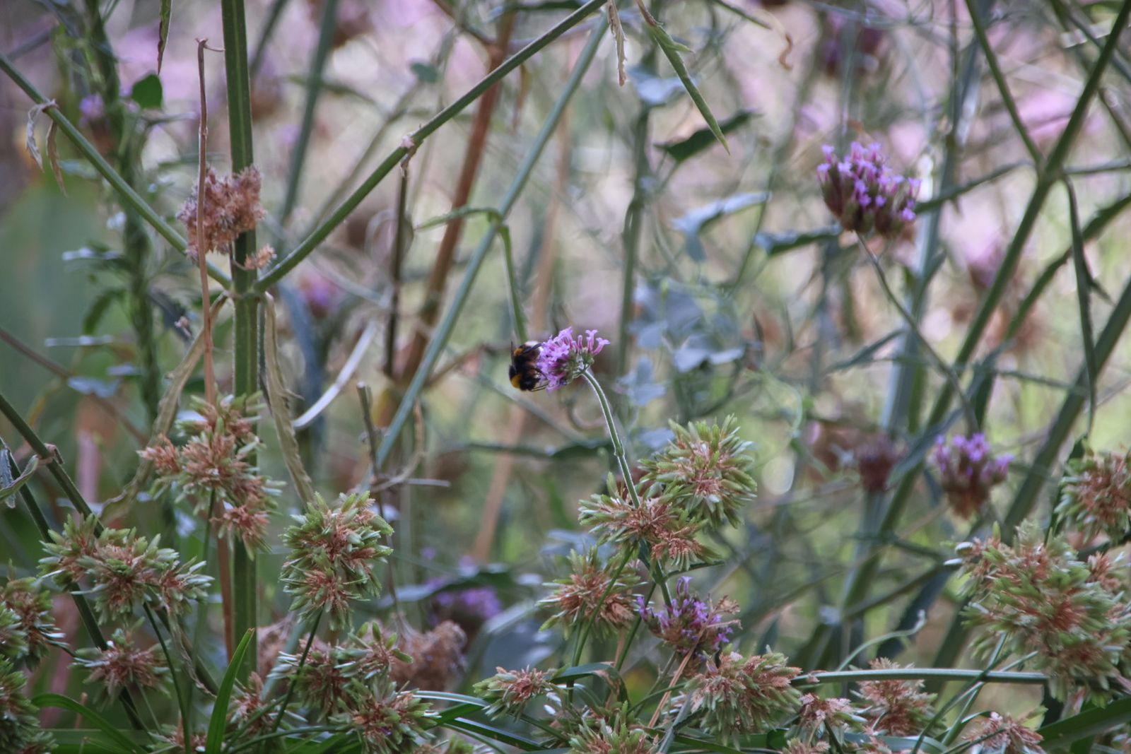 Entrevista Jaime Laso, técnico ayto para el reportaje de los polinizadores