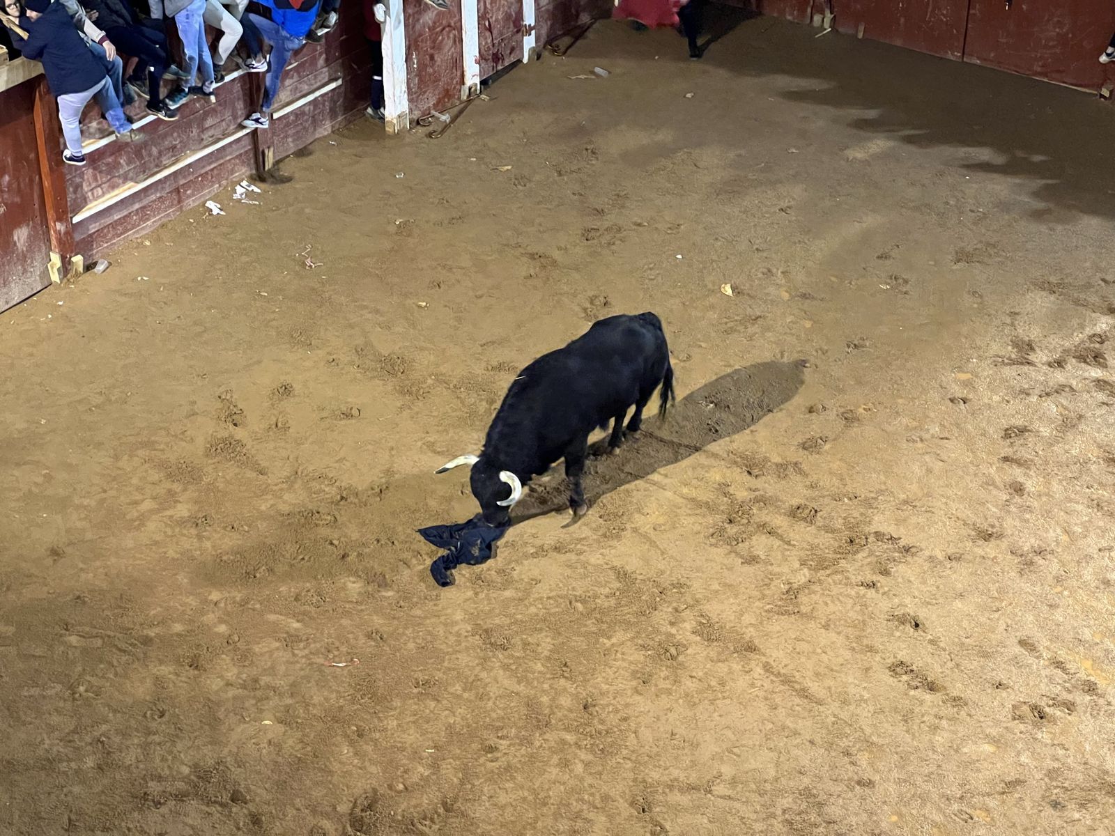 Toro de los Bayones en la capea nocturna del martes de Carnaval en Ciudad Rodrigo. Vídeo s24horas