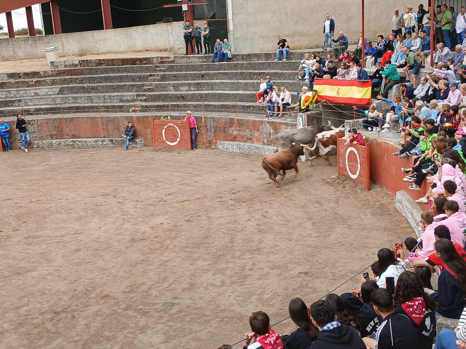 Encierro de novillos en Pereña