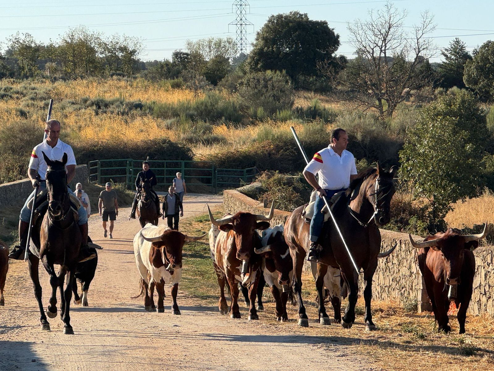 Último encierro a caballo en Aldeadávila de la Ribera con reses de Valrubio