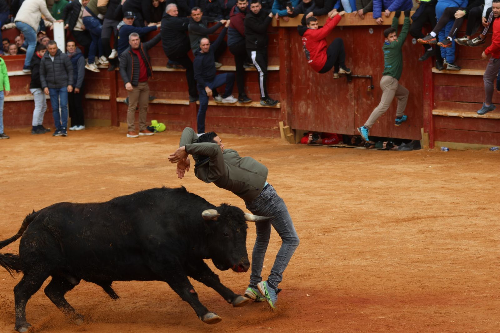 Mañana de capea de lunes en el Carnaval del Toro 2026