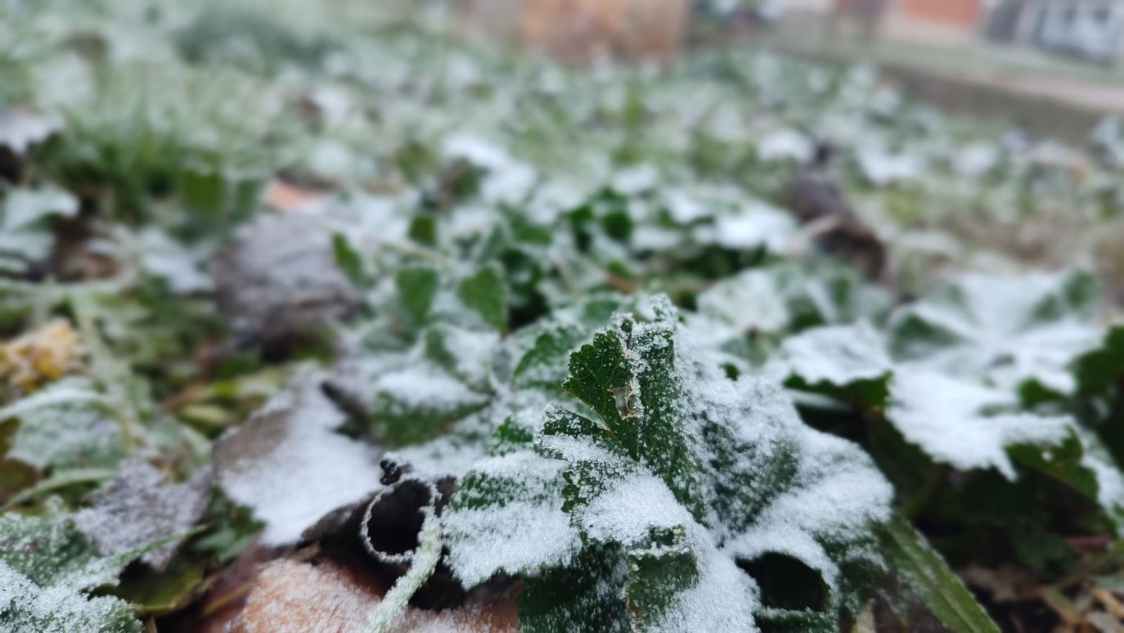 niebla-engelante-en-zamora-helada-estampa-navidena-este-martes-5