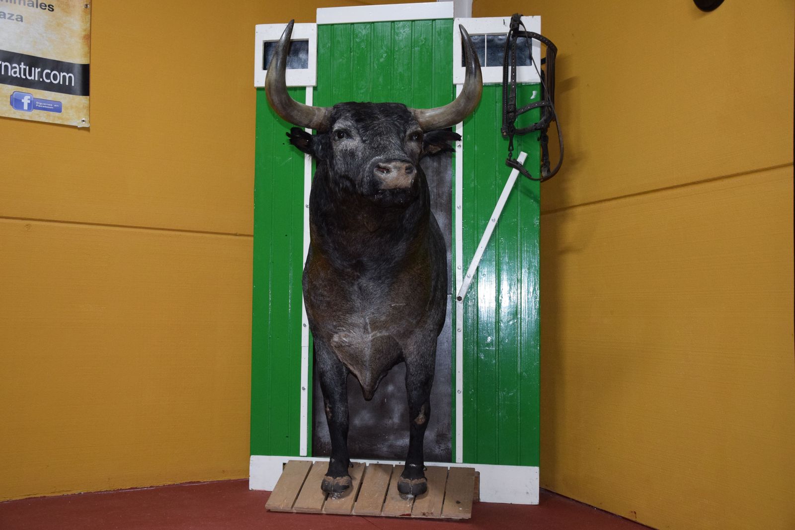 taxidermia-en-salamanca-14