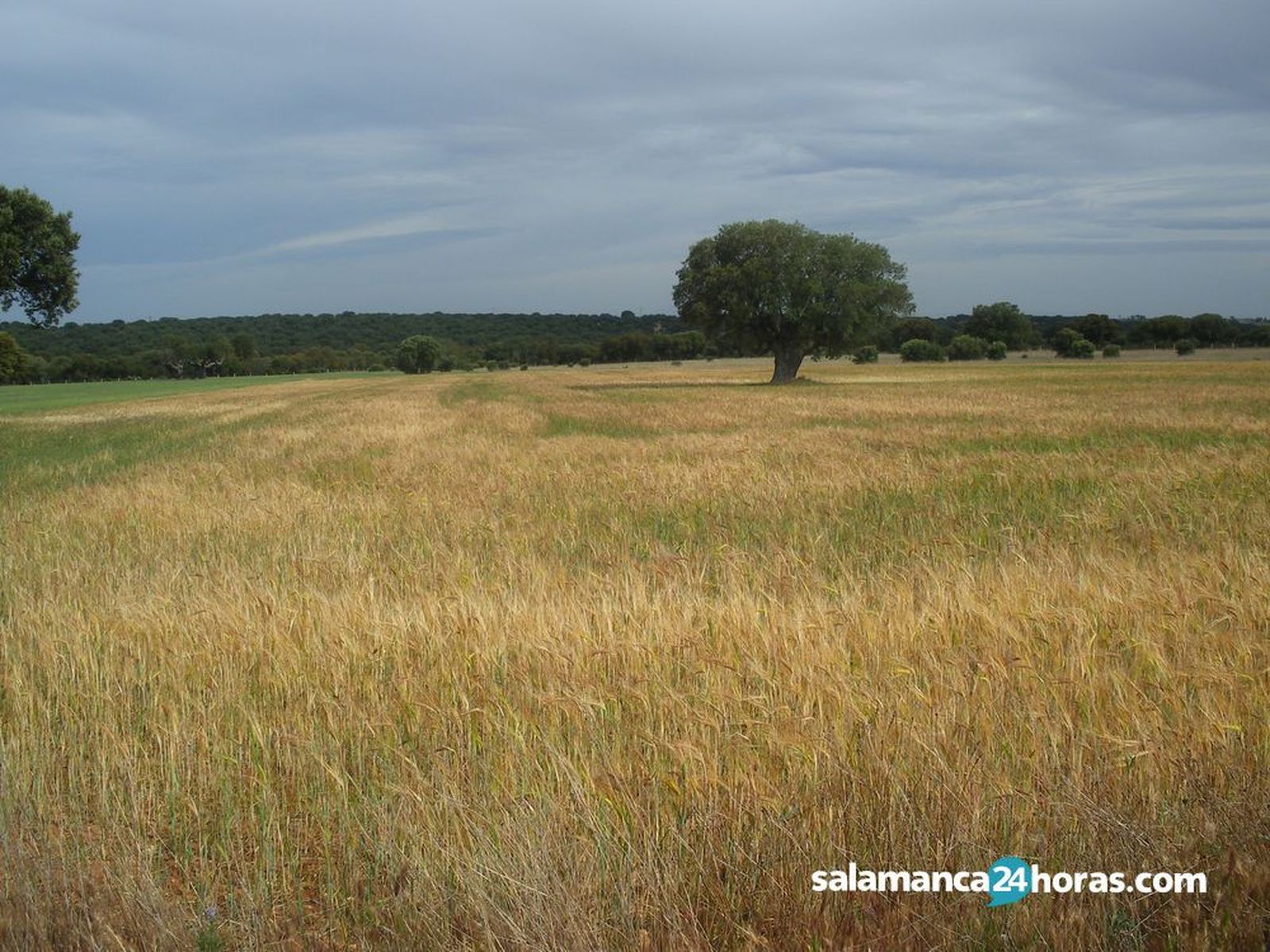 Campo cereales. Foto de archivo