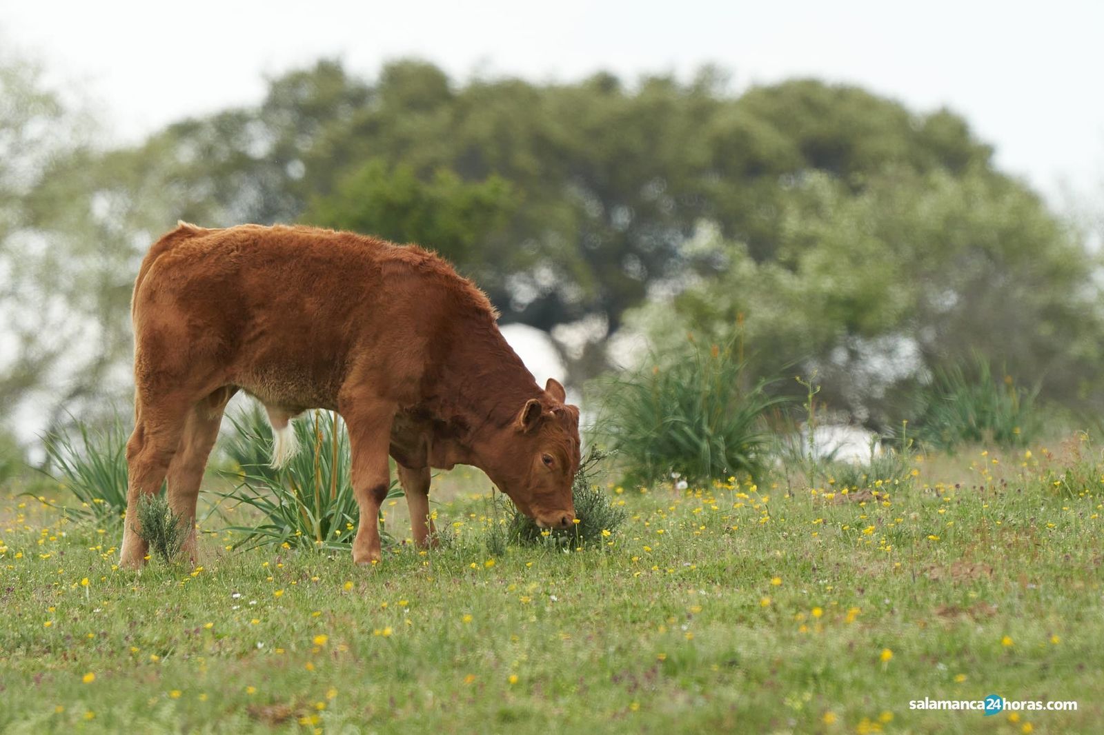 Un ternero pasta en la comarca de Vitigudino