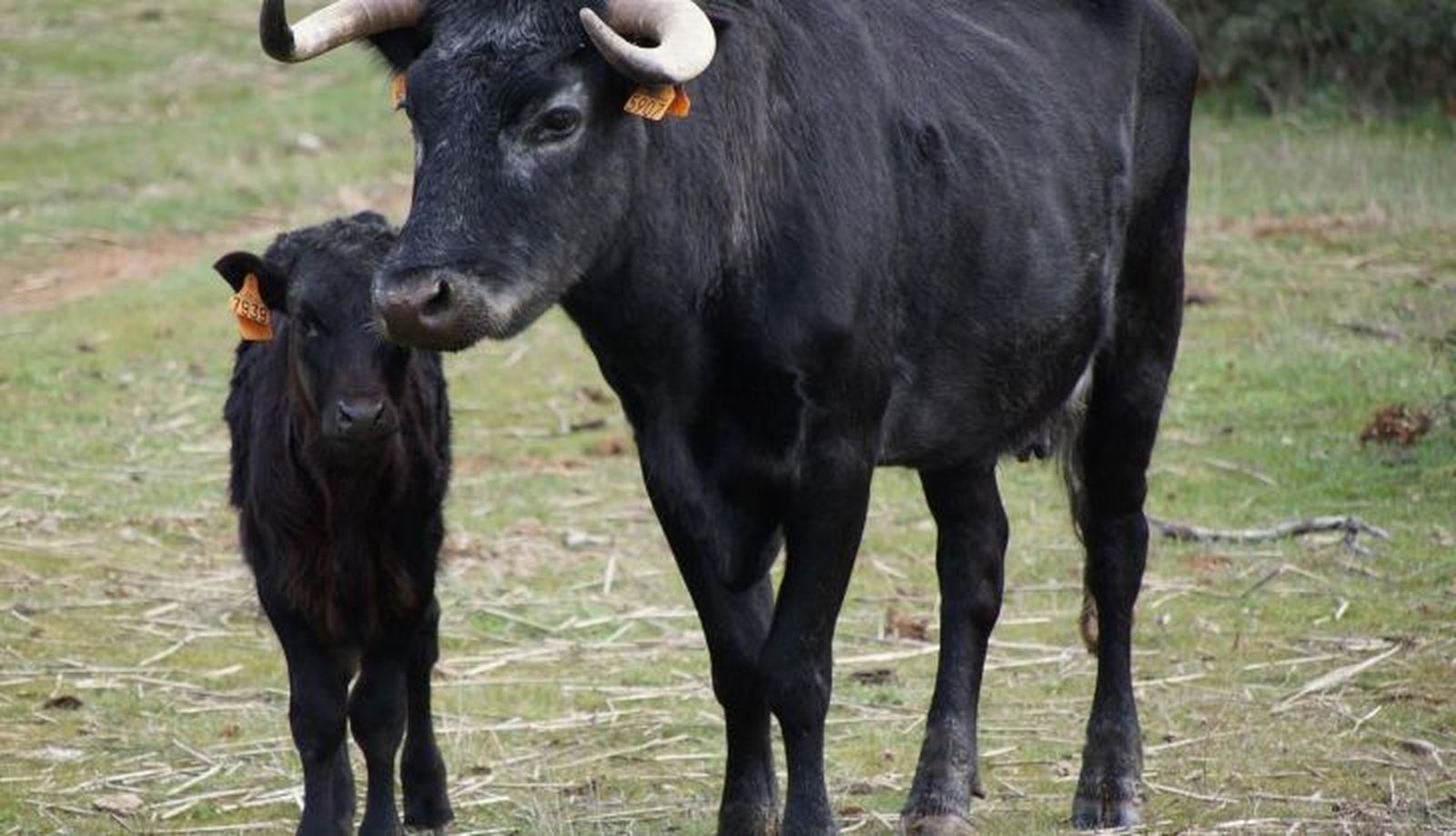 Ganadería Herederos de Ángel Sánchez y Sánchez (26)