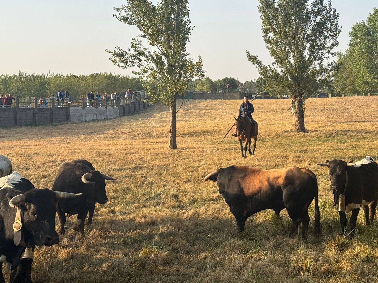 Encierro a caballo con reses de Valdeflores en Aldeadávila de la Ribera