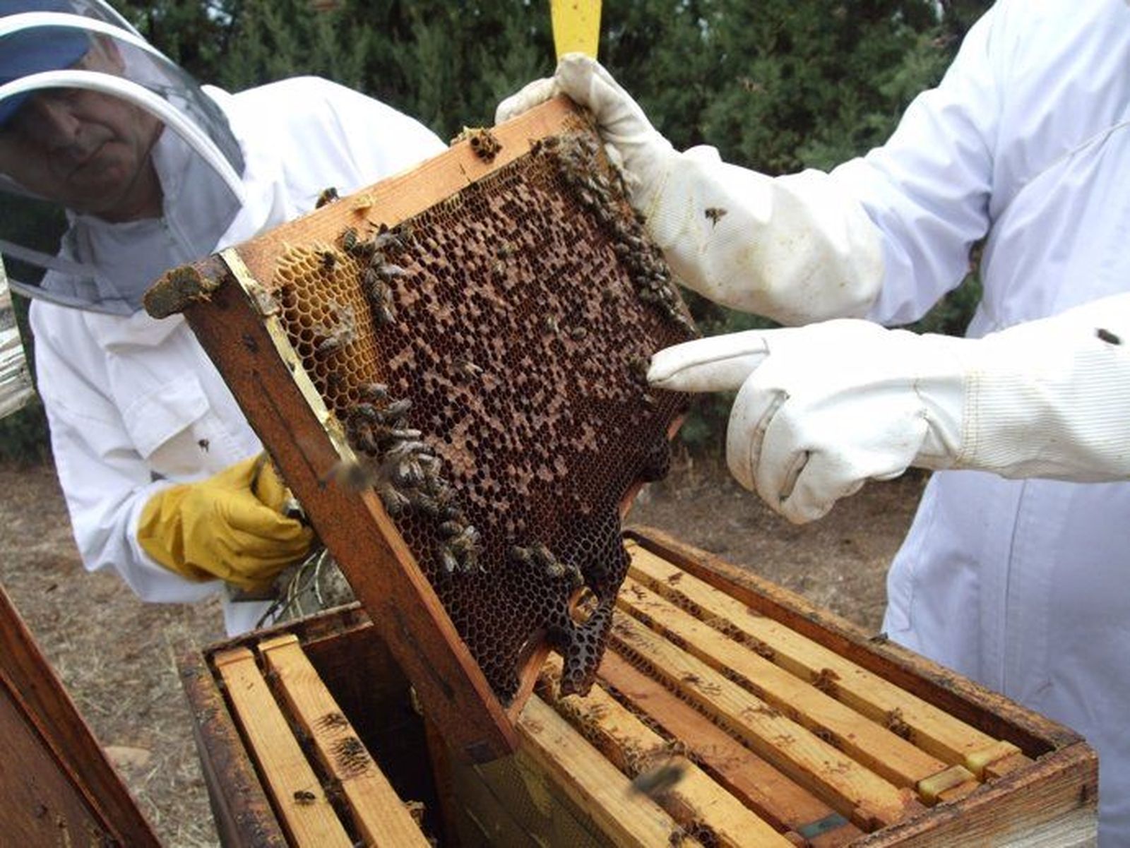 Colmenas de abejas. Foto EP