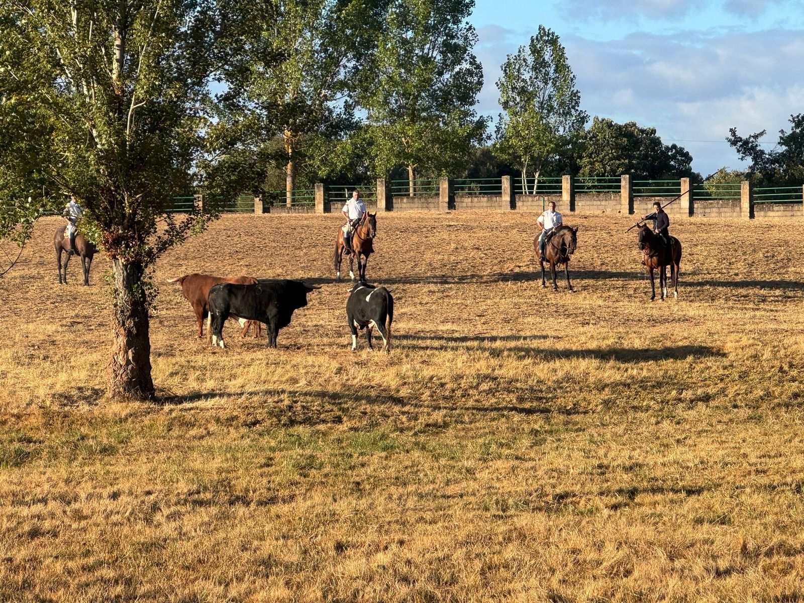 Último encierro a caballo en Aldeadávila de la Ribera con reses de Valrubio