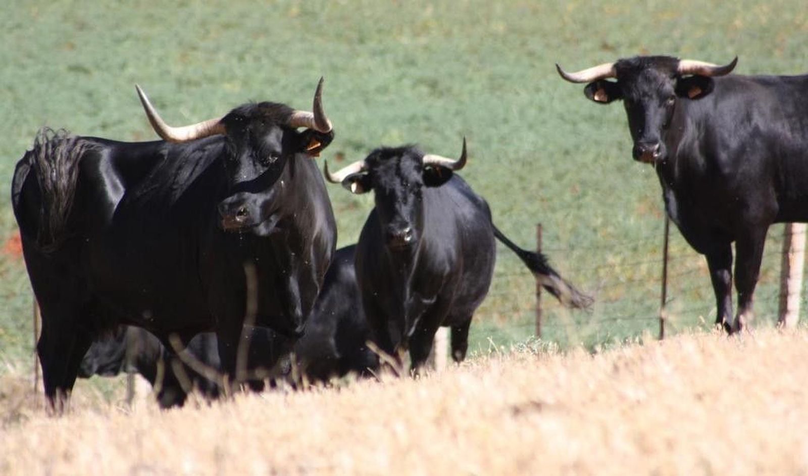 Vacas de raza avileña