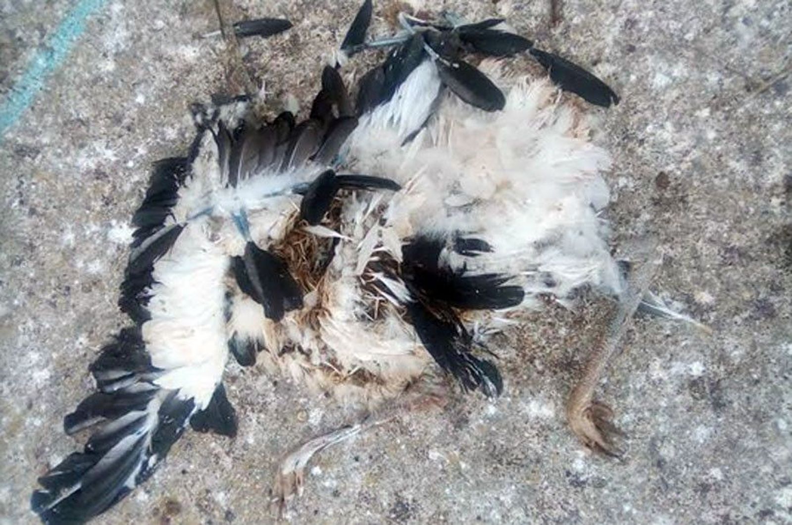 Cigueña cadaver luelmo