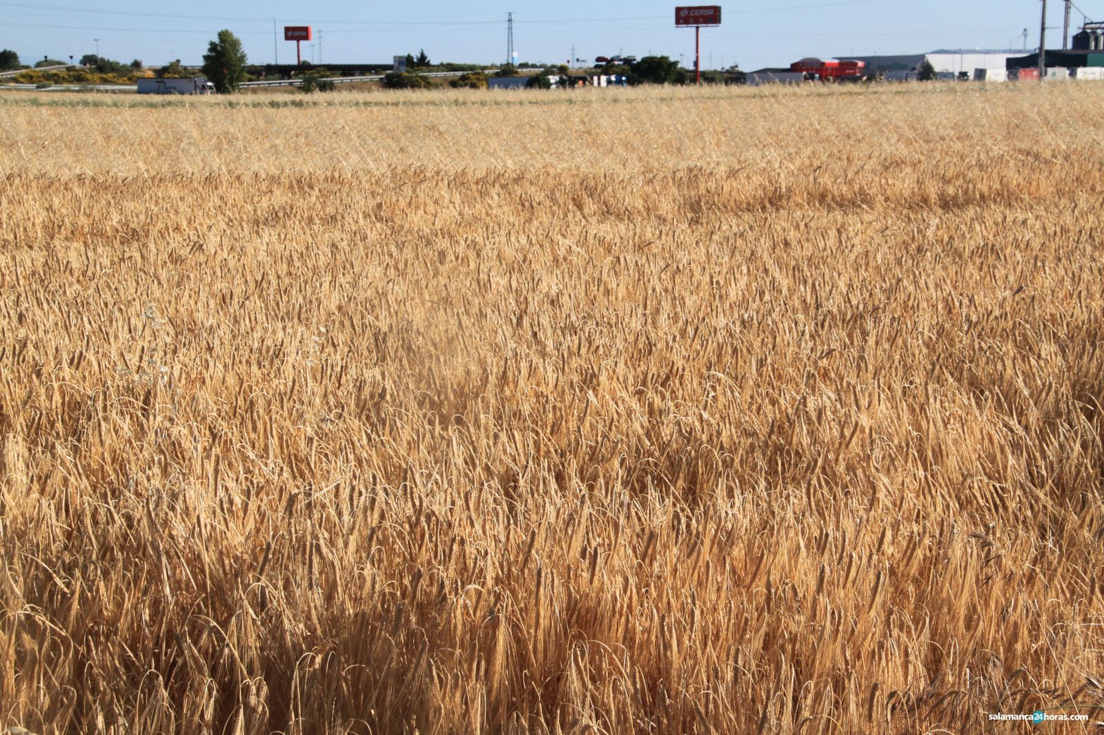 Cereales cosecha junio 2020 | Fotografía SALAMANCA24HORAS Cereales cosecha junio 2020 | Fotografía SALAMANCA24HORAS