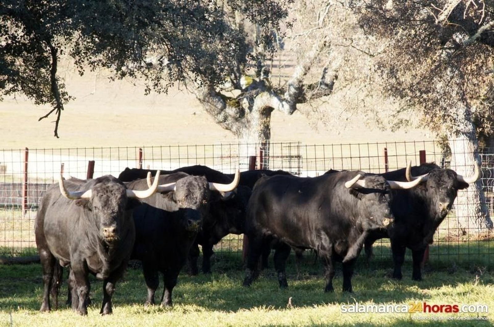 Ganadería Valdefresno