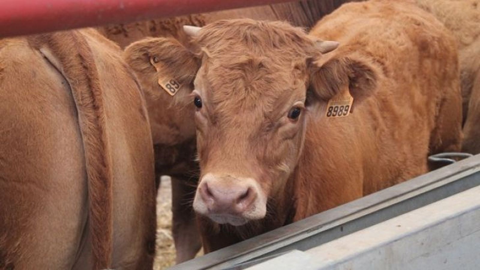 Mercado de vacuno de salamanca