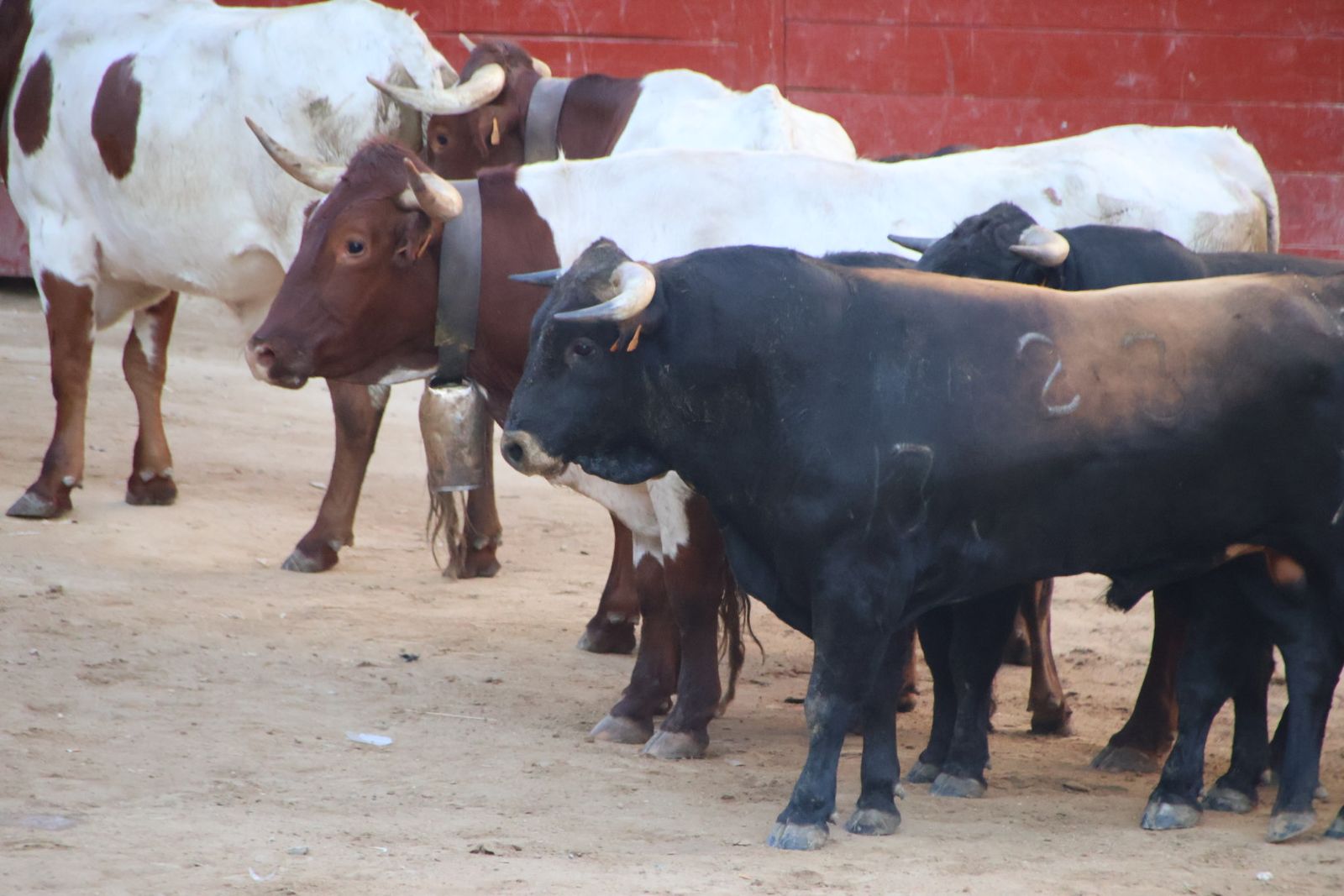 Encierro en Aldeadávila