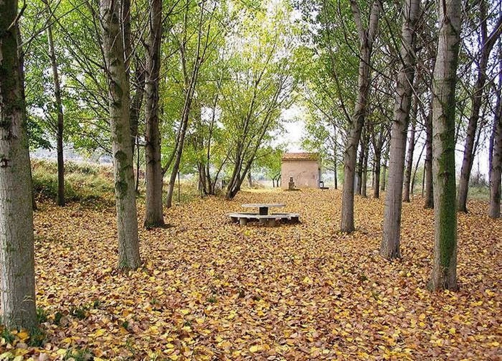 Chopo. Chopera. Otoño.