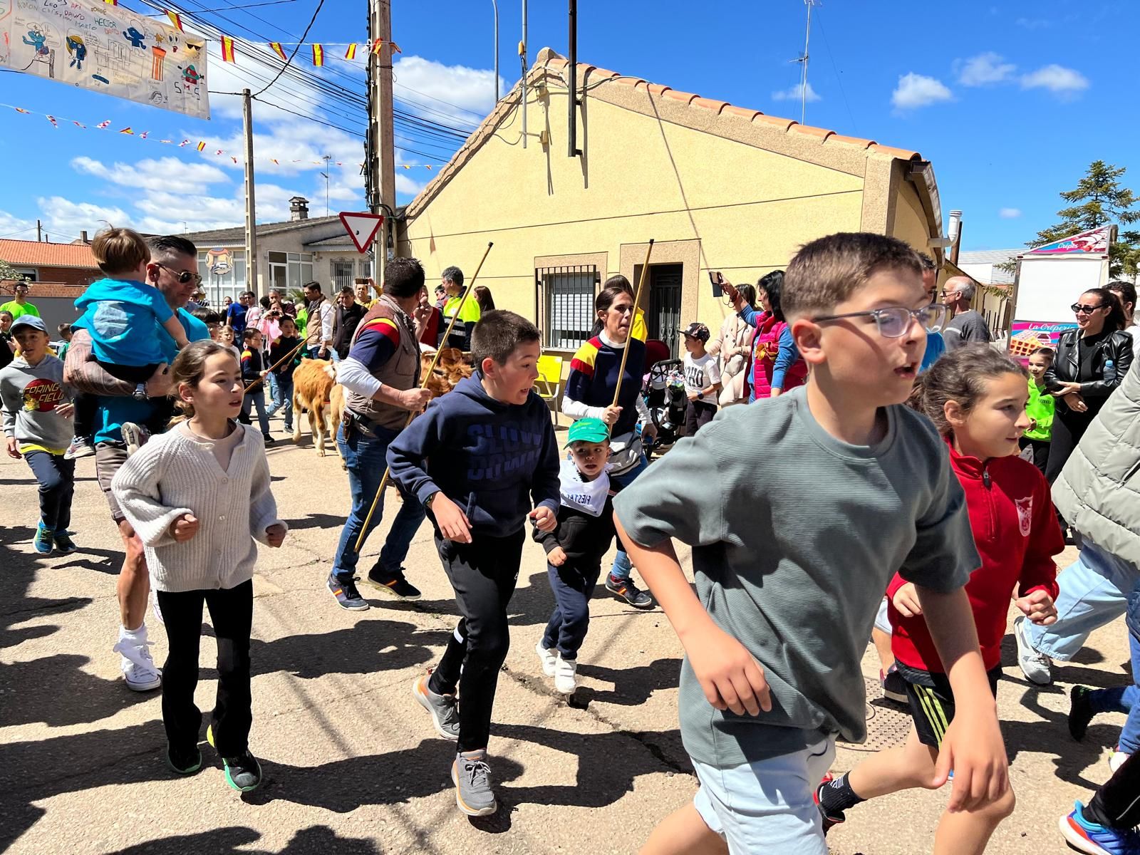 mini-bueyes-en-elas-fiestas-de-doninos-2025-12