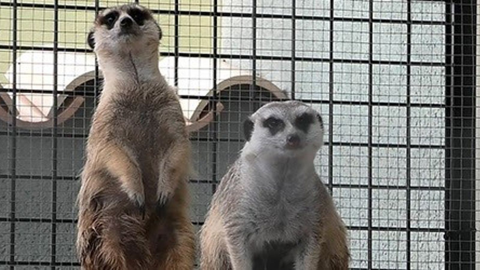 Suricatas en una casa como animal doméstico