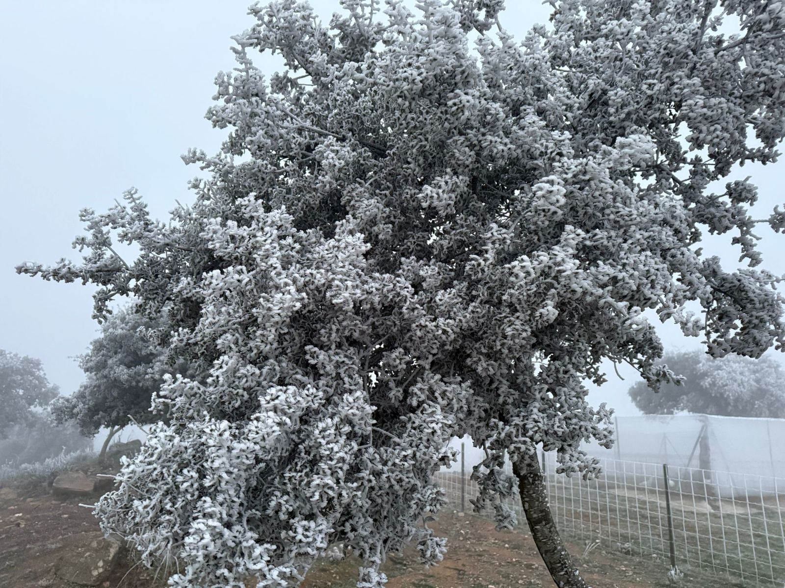 whatsapp-image-2025-01-01-at-08-53-49