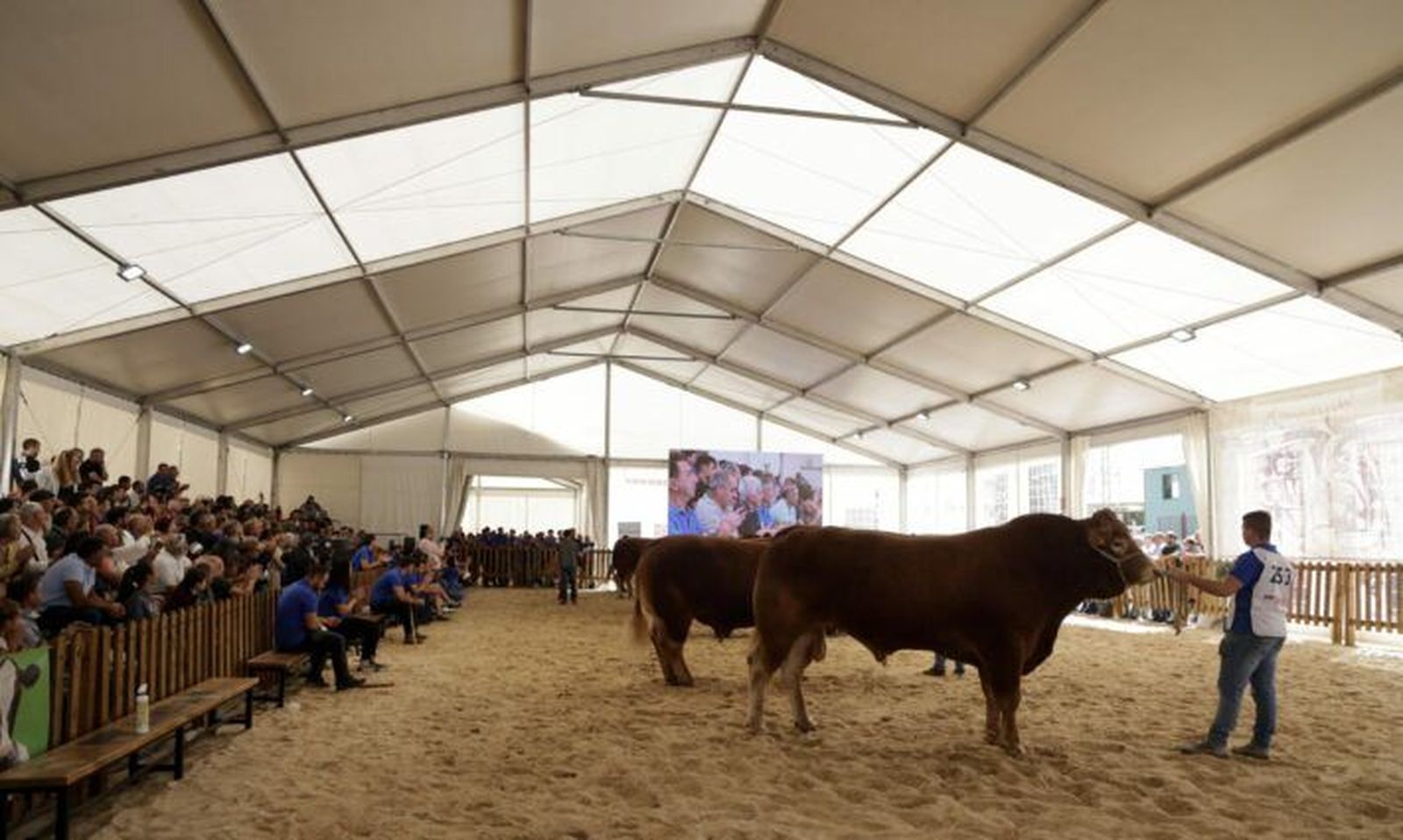 32 Concurso Nacional de Raza Limusina Machos de Salamaq 24
