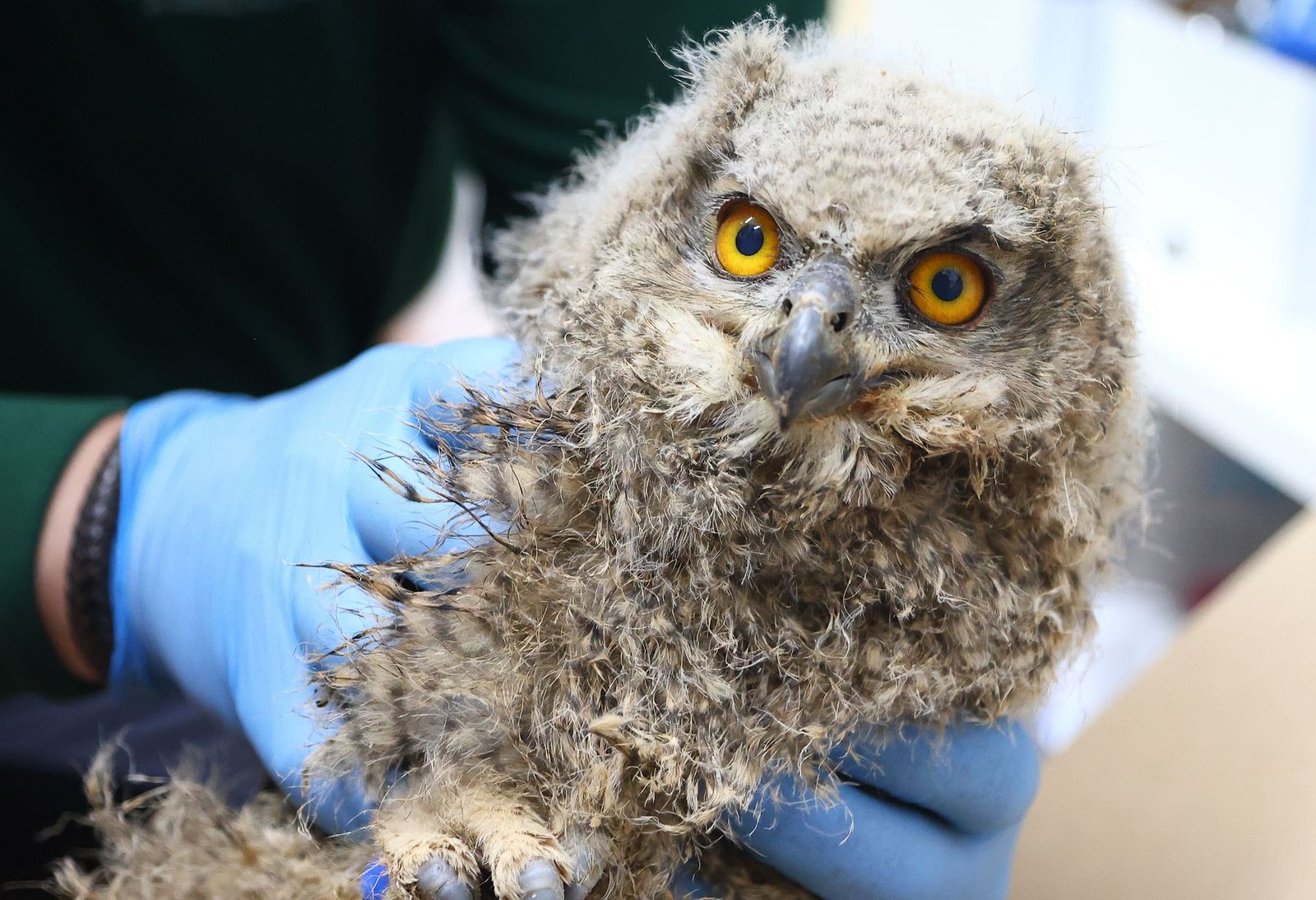 Visita al CRAS de Valladolid