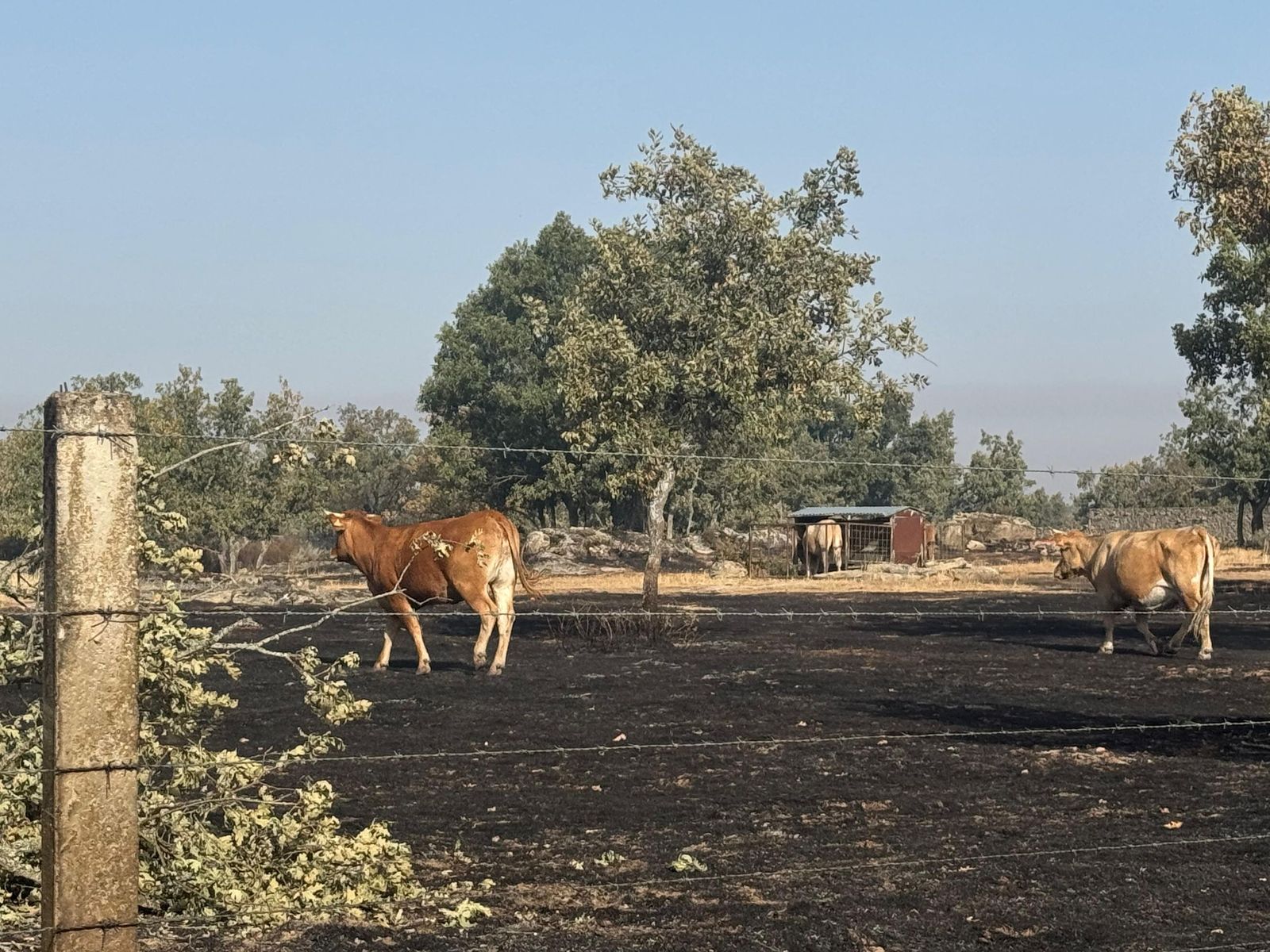 Así han quedado las zonas quemadas de Cipérez