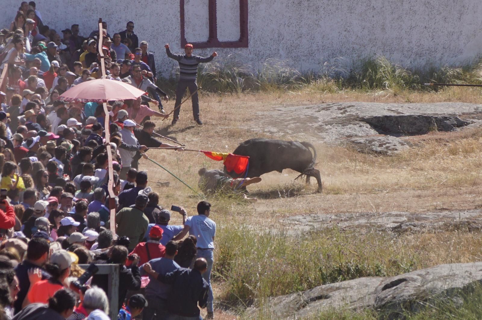 herido-un-hombre-tras-ser-volteado-por-un-astado-en-los-espantos-de-ledesma-foto-juanes-7