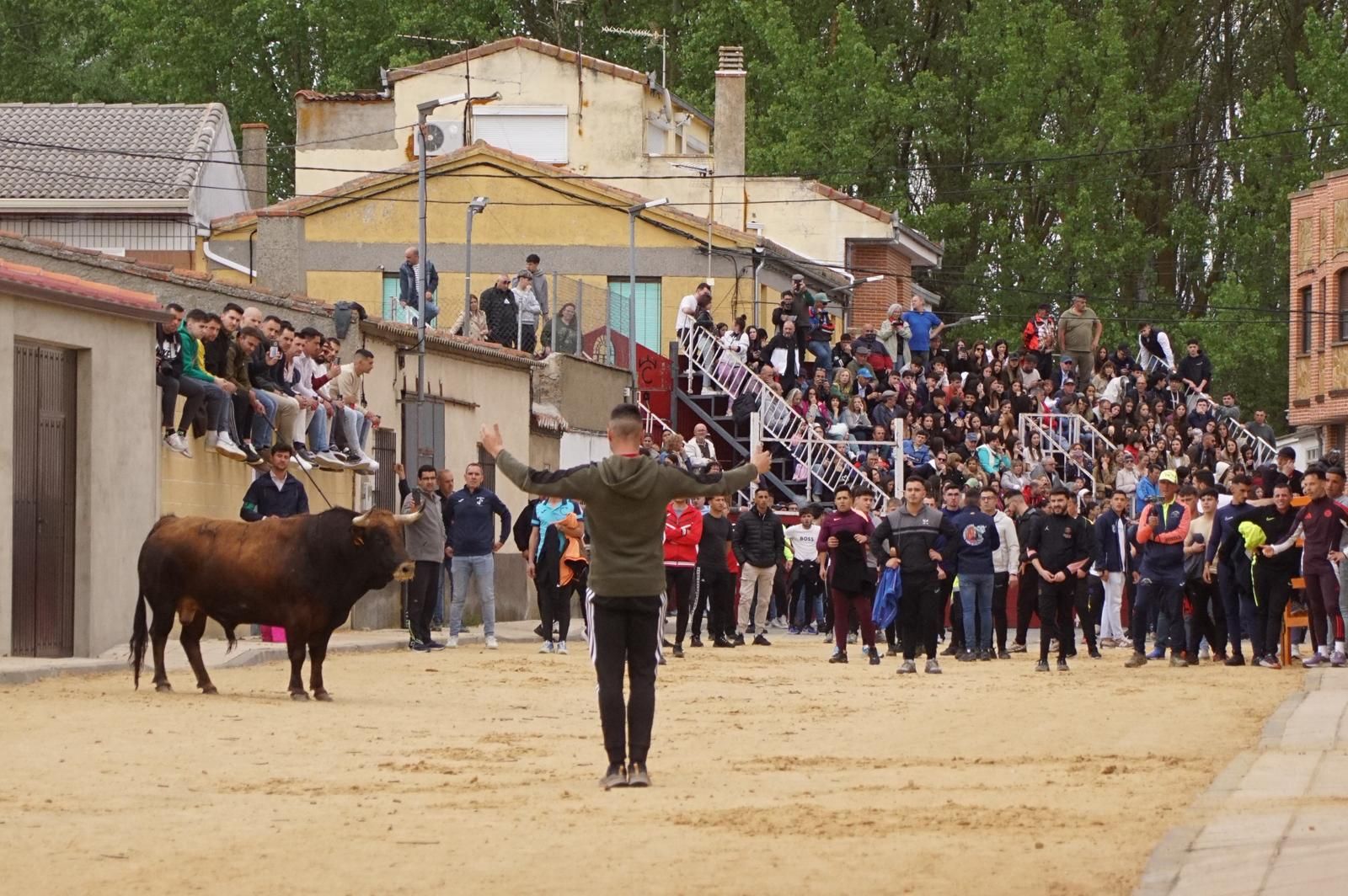 Villoria, toro del Voto
