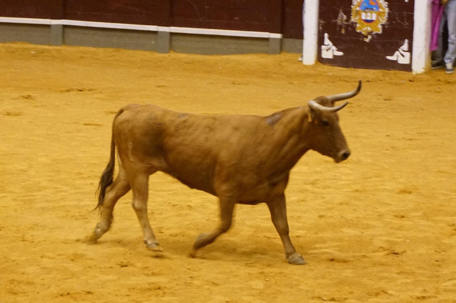 Multitudinario encierro nocturno en Alba de Tormes
