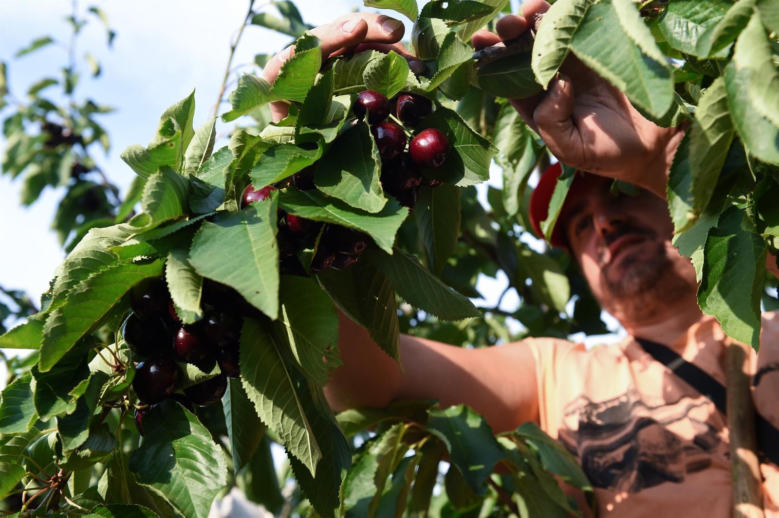 Jornalero cogiendo cerezas. Foto Gustavo Valiente | EP Jornalero cogiendo cerezas. Foto Gustavo Valiente | EP