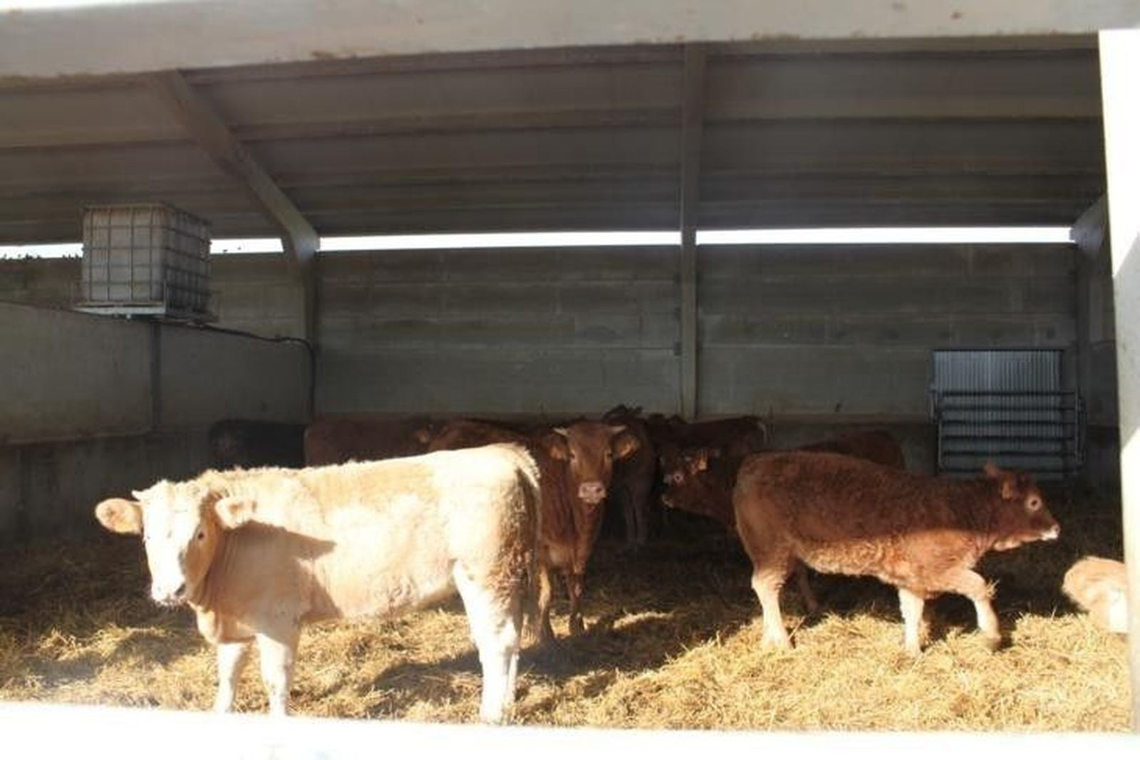 Asaja reclama una bajada inmediata del precio del pienso