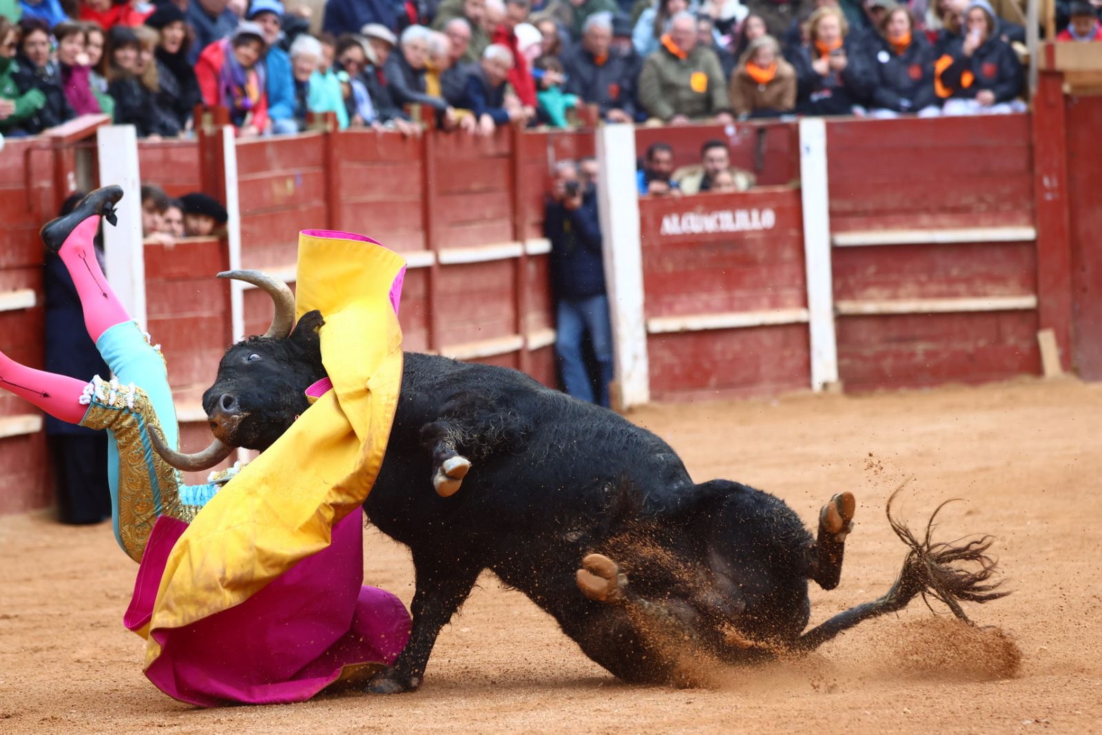 Novillada con picadores de lunes en el Carnaval del Toro de Ciudad Rodrigo 2026