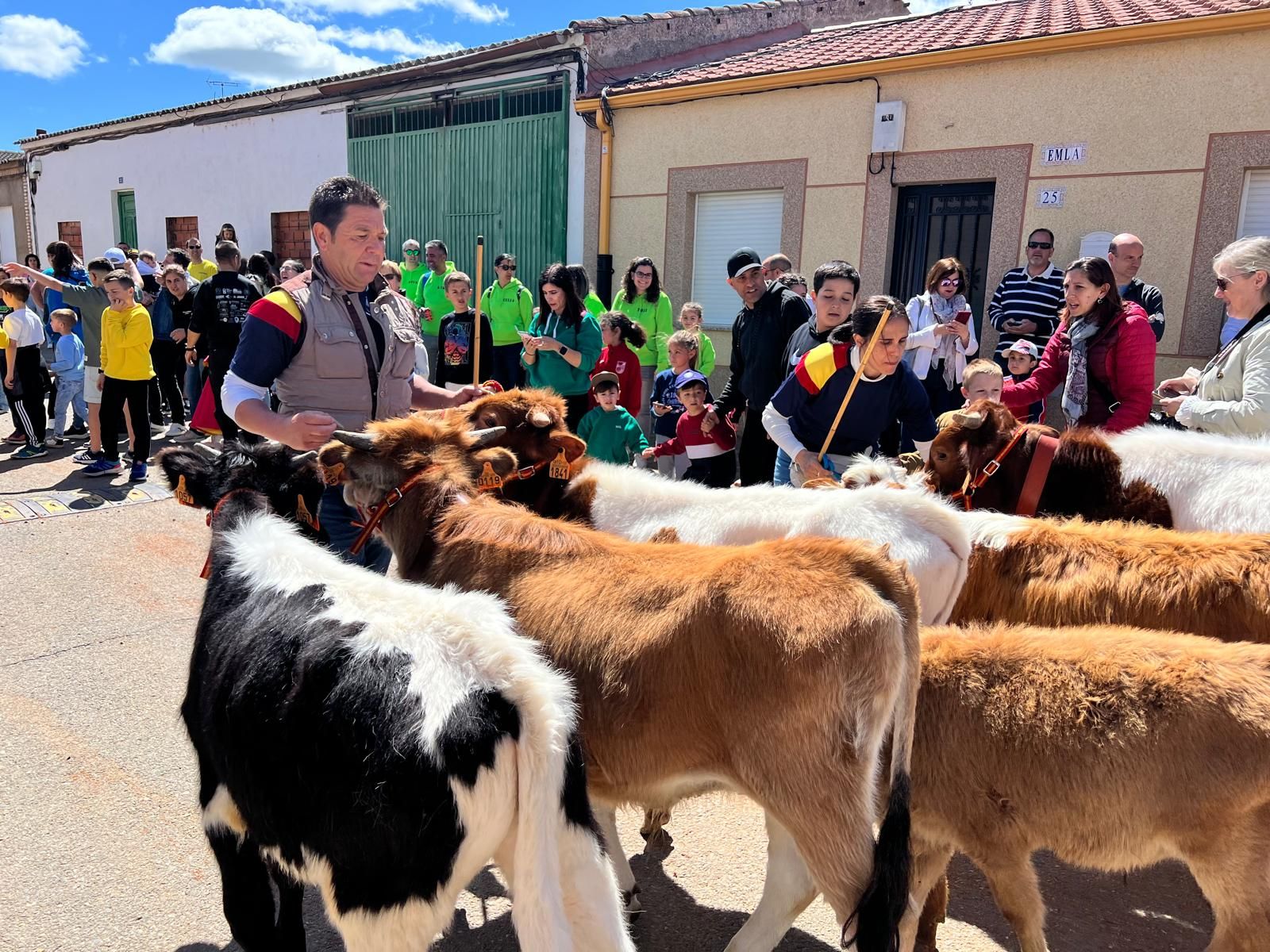 mini-bueyes-en-elas-fiestas-de-doninos-2025-8