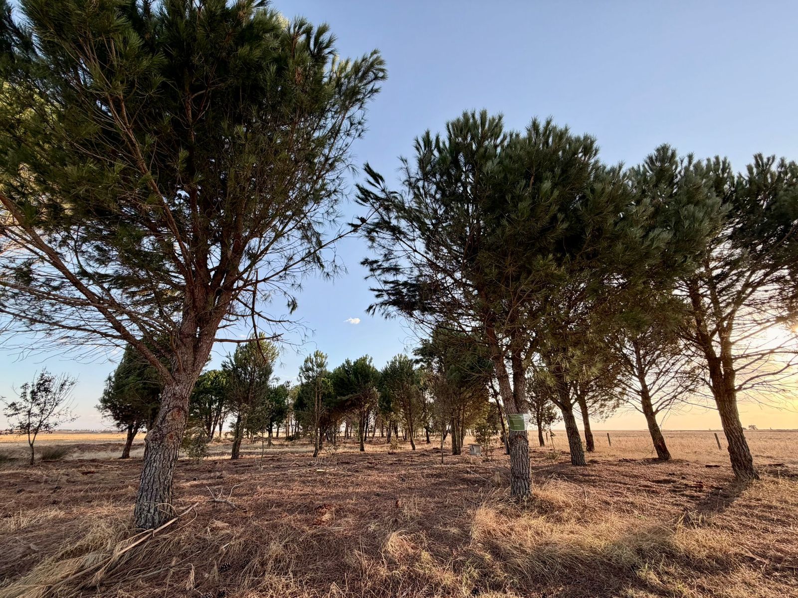 Pinar de Gansinos en La Velles