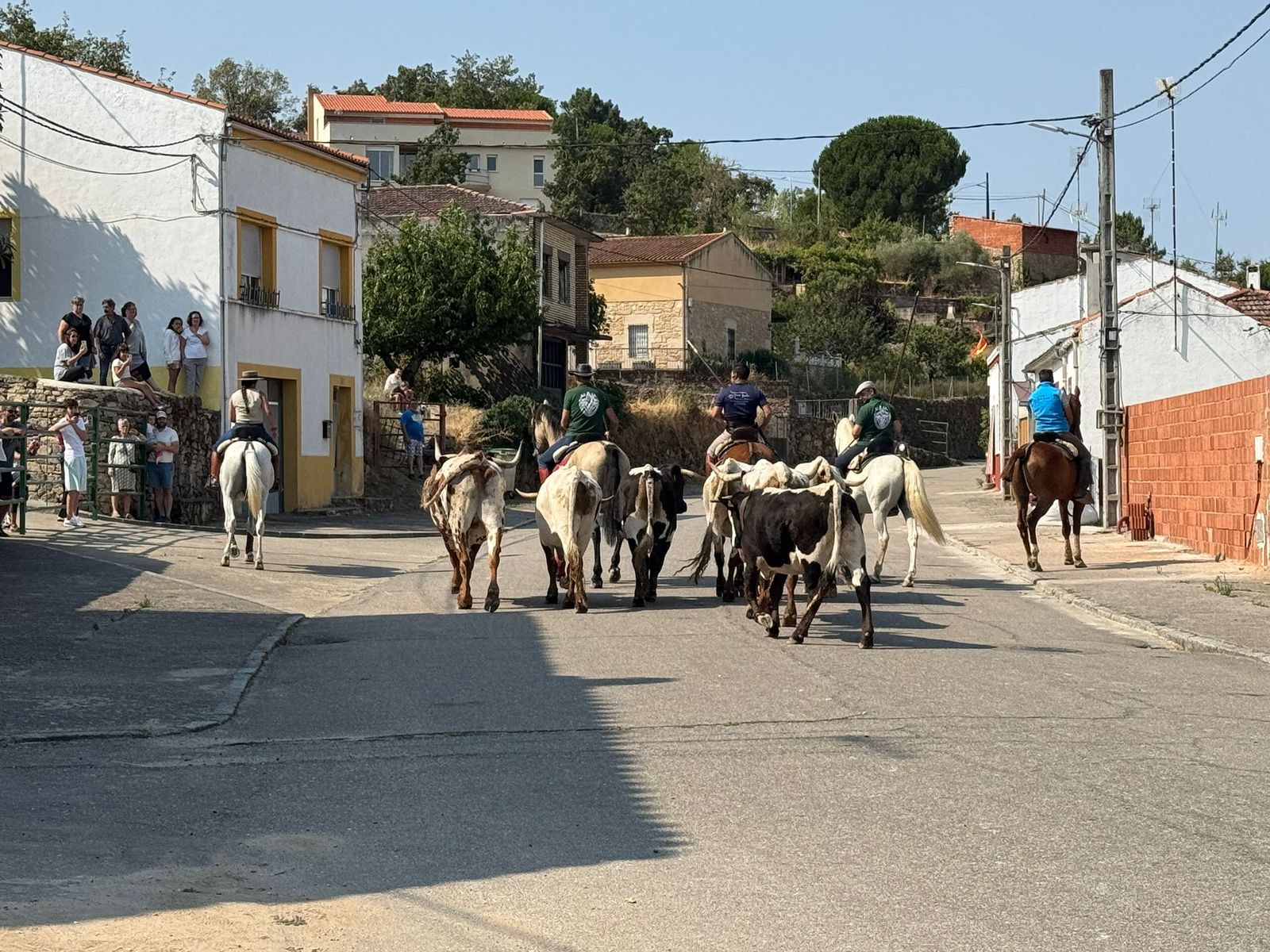 Encierro de bueyes en Aldeadávila de la Ribera para enseñarles el camino para los encierros en sus fiestas 2025