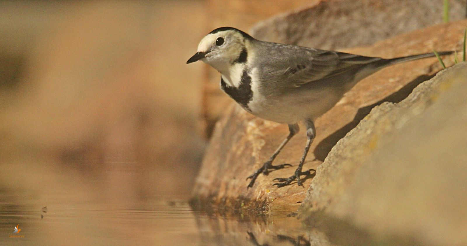 Lavandera blanca, comúnmente conocida como ‘aguzanieves’ o ‘pajarita de las nieves’