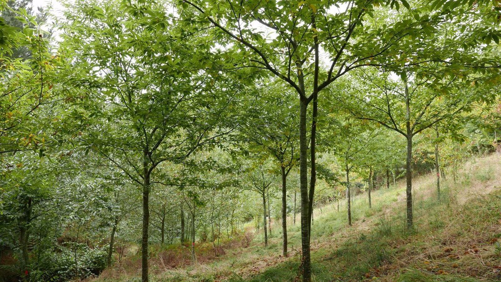 Plantaciones forestales. Foto EP