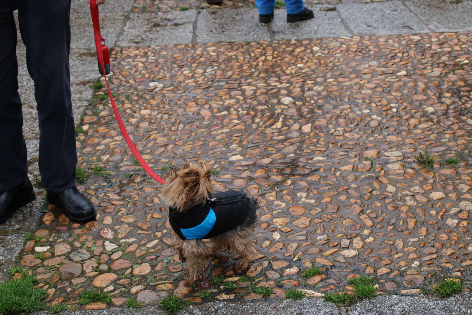 san-anton-bendicion-de-animales-2024-foto-s24h-12