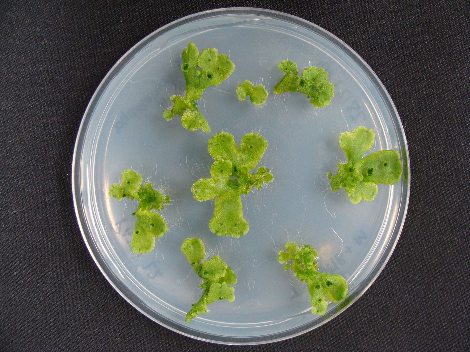 Plantas de Marchantia polymorpha creciendo en medio nutritivo