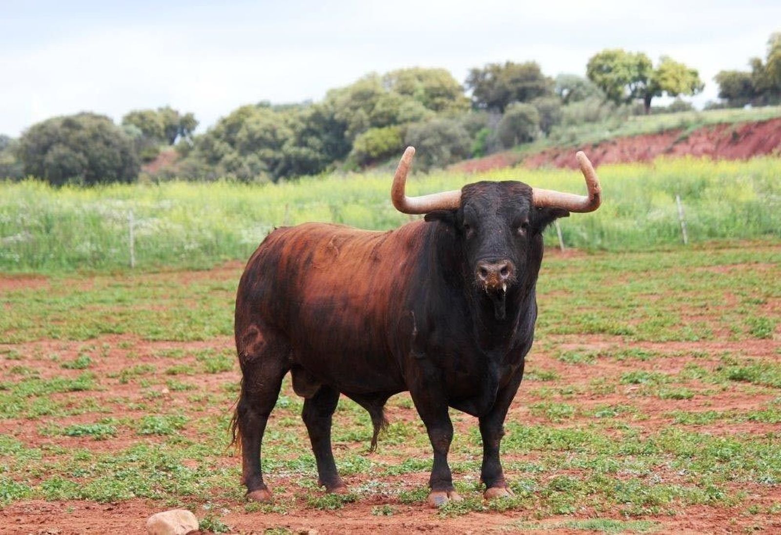 ‘Pitarroso’, nuevo astado para el Toro Enmaromado de Benavente