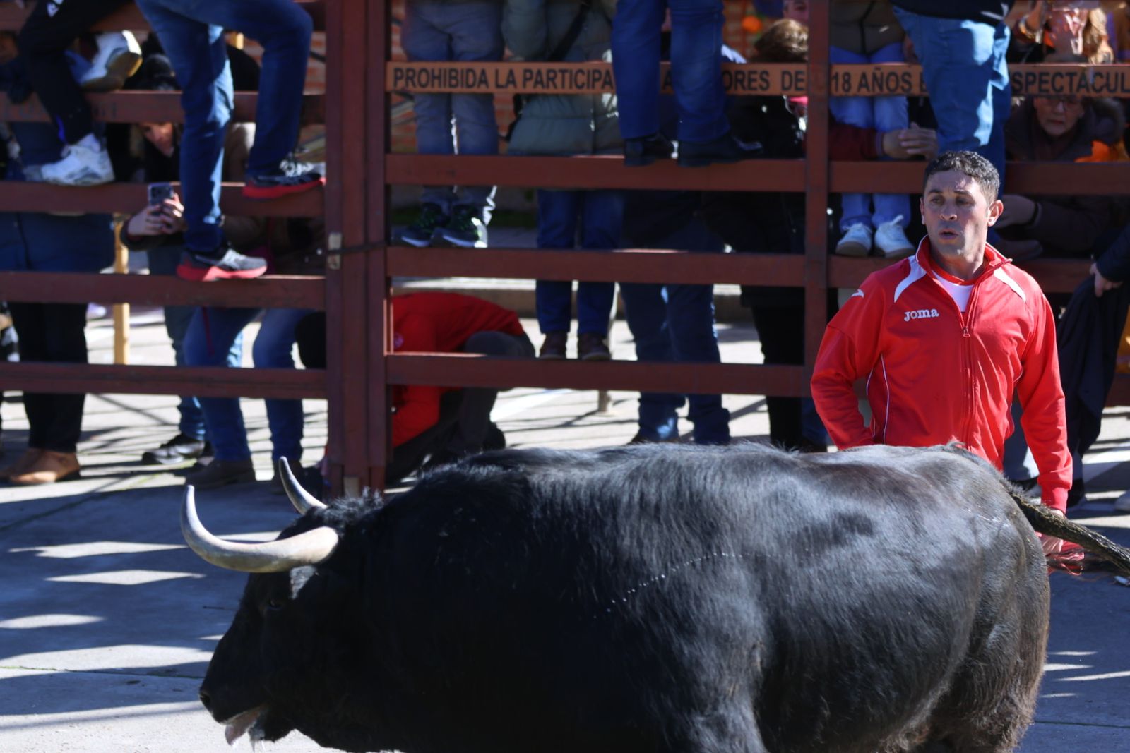 Toro del Antruejo 2026 en el Carnaval del Toro de Ciudad Rodrigo