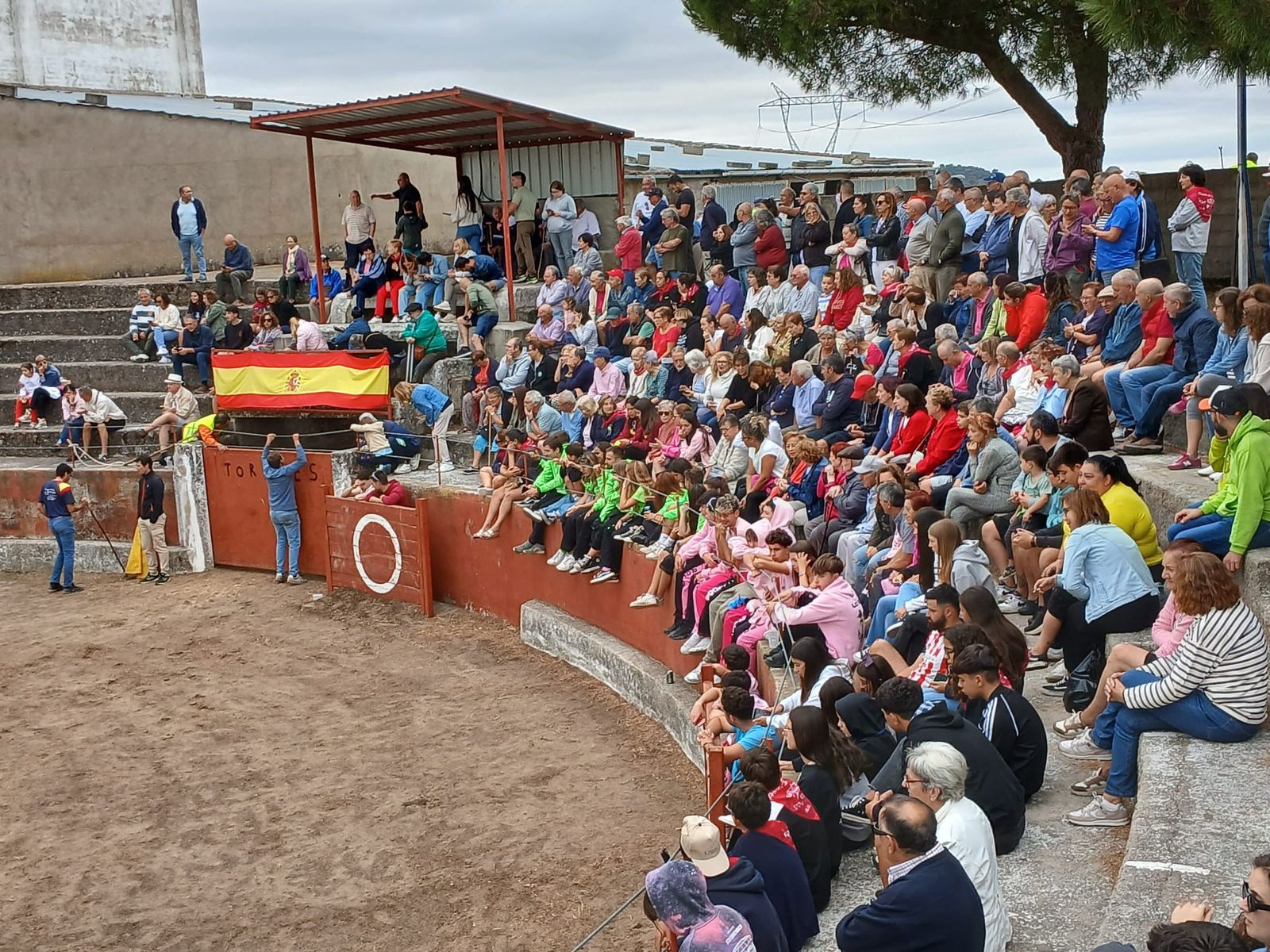 Encierro de novillos en Pereña